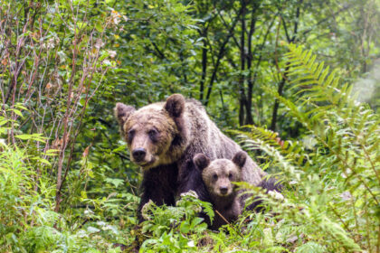 o ursoaica si doi pui au fost vazuti pe o strada din busteni localnicii avertizati prin ro alert 6844ac1a9de5d