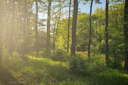 peste 150 de ong uri cer partidelor sa includa in programul de guvernare crearea centurilor verzi in jurul oraselor nu mai avem timp 683f11f645838