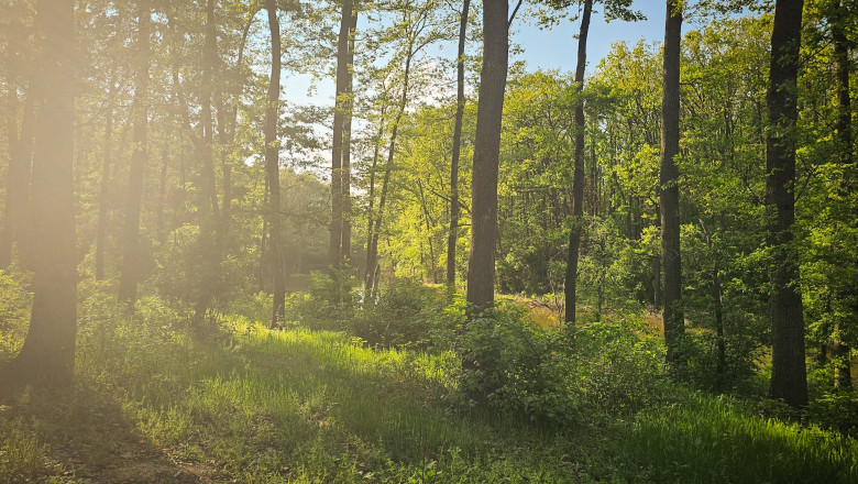 peste 150 de ong uri cer partidelor sa includa in programul de guvernare crearea centurilor verzi in jurul oraselor nu mai avem timp 683f11f645838
