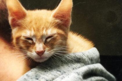 pisicile domesticite mult mai tarziu decat s a crezut primele feline erau mancate iar blana lor folosita drept vesmant 6844ac1f652d8