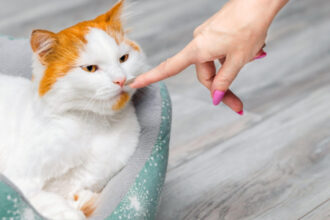 pisicile fac diferenta intre stapani si straini dupa miros arata un nou studiu ce se stia pana acum 683bde992bb26