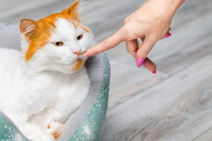 pisicile fac diferenta intre stapani si straini dupa miros arata un nou studiu ce se stia pana acum 683bde992bb26