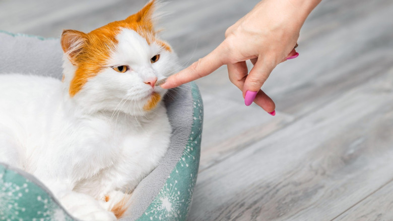 pisicile fac diferenta intre stapani si straini dupa miros arata un nou studiu ce se stia pana acum 683bde992bb26