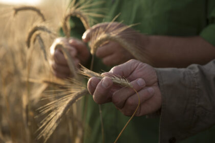 video 400 de soiuri de grau testate de cercetatorii din iasi expertii vor sa afle care rezista cel mai bine la vremea extrema din romania 6856e212ee456