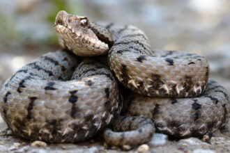 video barbat prins cu 47 de vipere pe un aeroport din india serpii erau indesati in bagaje de cala 683d7c066bfed