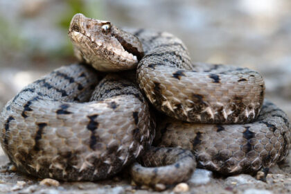 video barbat prins cu 47 de vipere pe un aeroport din india serpii erau indesati in bagaje de cala 683d7c066bfed