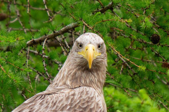video care este animalul cu cea mai buna vedere din lume concluzia la care au ajuns cercetatorii americani 6860e4da2698b