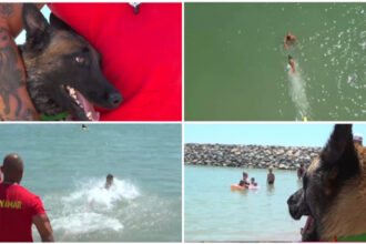 video e foarte jucausa si prietenoasa chelsea primul caine salvamar de pe plaja din costinesti care este rolul ei in echipa 6860e4e0e6bbc