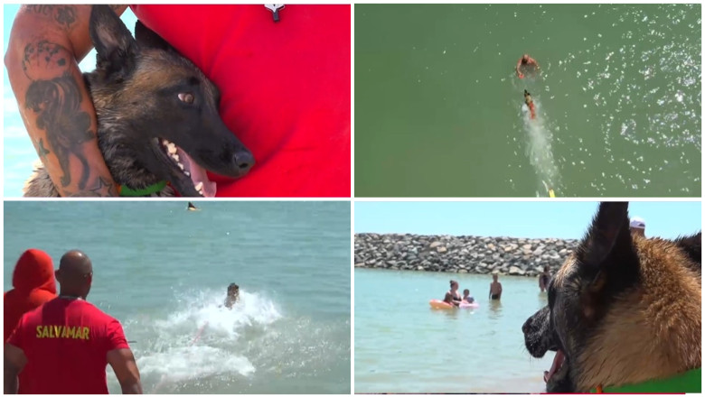video e foarte jucausa si prietenoasa chelsea primul caine salvamar de pe plaja din costinesti care este rolul ei in echipa 6860e4e0e6bbc
