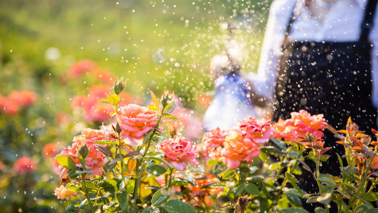 video gradina botanica cu peste 800 de soiuri de trandafiri din toata lumea cum arata focul de tabara obtinut in romania anilor 70 685791e427e06