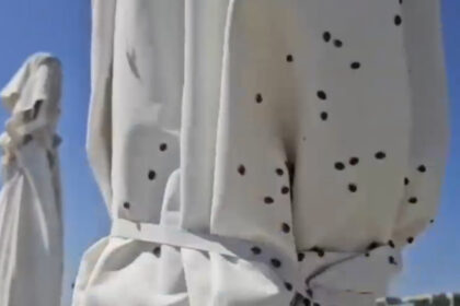 video invazie de gargarite pe litoral am fugit de la navodari dar vad ca s au tinut dupa noi ne pisca ne ciupesc 685f6958a62f5