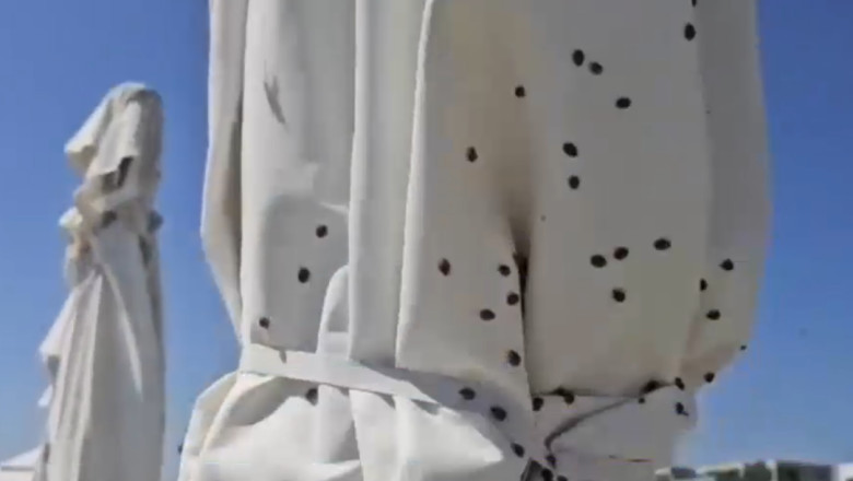 video invazie de gargarite pe litoral am fugit de la navodari dar vad ca s au tinut dupa noi ne pisca ne ciupesc 685f6958a62f5