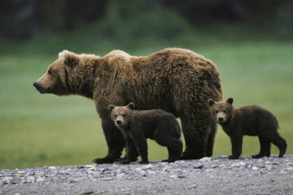 video metoda inedita de alungare a ursilor solutia gasita de o primarie din brasov pentru a scapa de animale speram sa functioneze 685791f2ca681