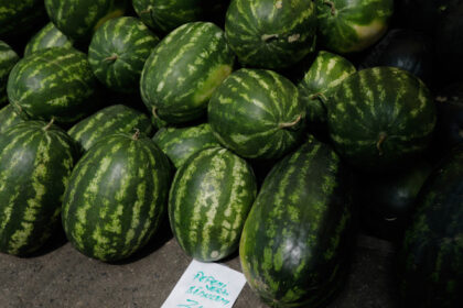 video pepenii romanesti in pericol de disparitie suprafata cultivata a scazut in timp ce fermierii cauta aternativa mai profitabila 6856e575bf9e7