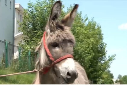 video povestea magarusului petrica din marginimea sibiului care a ajuns la facultate la iasi are o singura sarcina sa stea cuminte 685791eb8486c