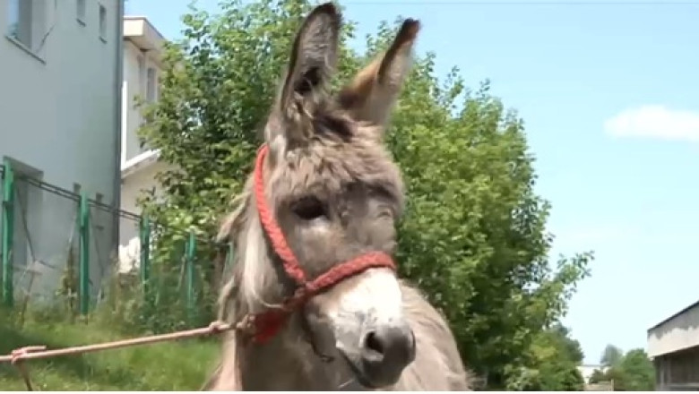 video povestea magarusului petrica din marginimea sibiului care a ajuns la facultate la iasi are o singura sarcina sa stea cuminte 685791eb8486c