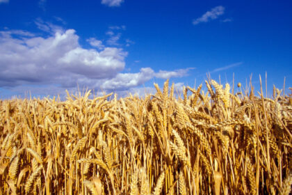 video romania va avea o productie record la cereale in 2025 fermierii sunt multumiti de prognoza culturile de grau ajutate de ploi 68454b0359100