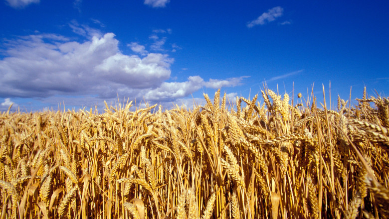 video romania va avea o productie record la cereale in 2025 fermierii sunt multumiti de prognoza culturile de grau ajutate de ploi 68454b0359100