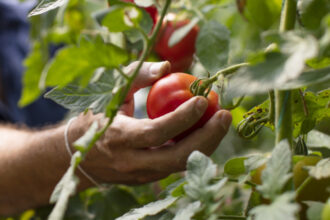 video rosiile in pericol din cauza caniculei temperaturile in solarii ajung si la 45 de grade celsius cat costa acum kilogramul in piete 6856e57d45898