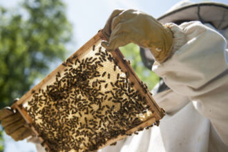 video saracie ca niciodata mierea de salcam mai putina si mai scumpa anul acesta cauzele care au dus la moartea a milioane de albine 6856e5851f1c2