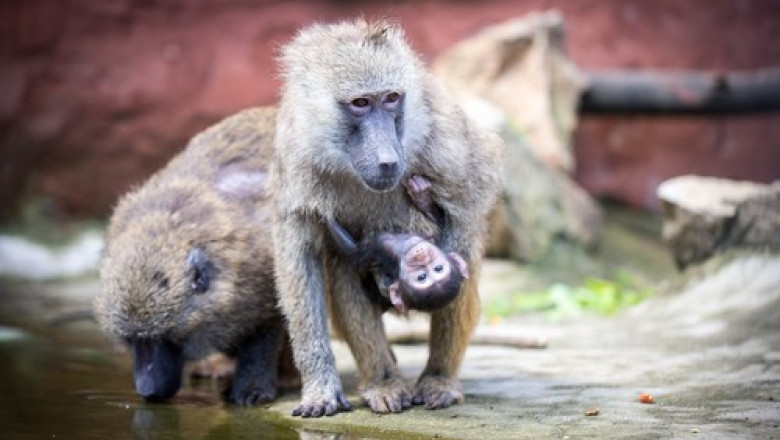 12 babuini au fost ucisi intr o gradina zoologica din germania din cauza supraaglomerarii decizia a iscat proteste 68892070684a9