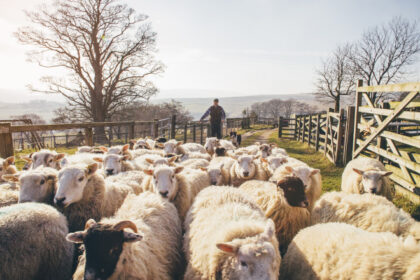 apia incepe eliberarea adeverintelor pentru fermierii crescatori de animale care vor sa ia credite bancare 687f7397aa27b