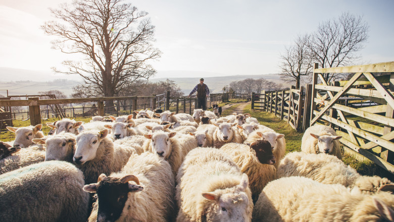 apia incepe eliberarea adeverintelor pentru fermierii crescatori de animale care vor sa ia credite bancare 687f7397aa27b