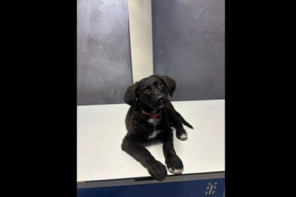 barbat retinut de politisti dupa ce a batut un pui de caine pe strada in bucuresti catelul a fost dus la o clinica veterinara 686ad34646fd7