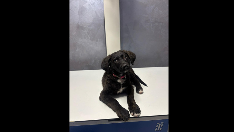 barbat retinut de politisti dupa ce a batut un pui de caine pe strada in bucuresti catelul a fost dus la o clinica veterinara 686ad34646fd7