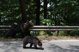 cazul motociclistului ucis de urs pe transfagarasan unul dintre puii ursoaicei a fost gasit anuntul ministrului mediului 686fbd3181b5c