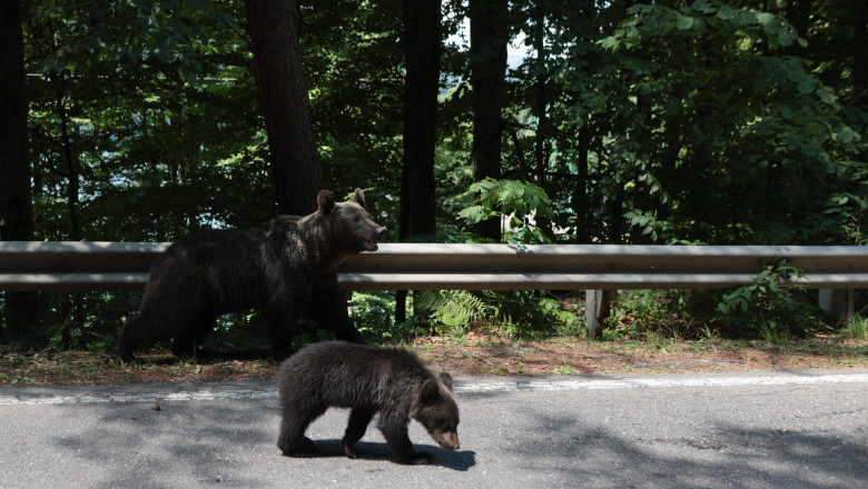 cazul motociclistului ucis de urs pe transfagarasan unul dintre puii ursoaicei a fost gasit anuntul ministrului mediului 686fbd3181b5c