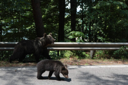 ce spune ministrul mediului despre cazul celor trei pui ai ursoaicei impuscate pe transfagarasan dupa ce a ucis un motociclist 686e382e731a7