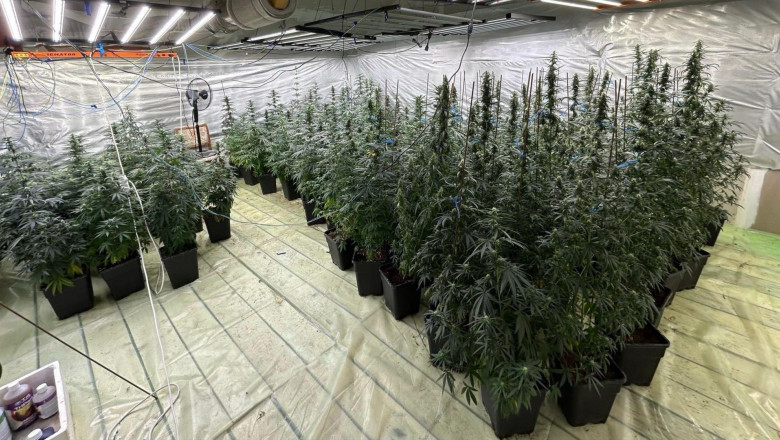 galerie foto politist cercetat pentru trafic de droguri a dezvoltat o cultura indoor de canabis impreuna cu sotia sa in dambovita 6888bf6db116f