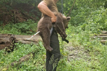 galerie foto unul dintre puii ursoaicei ucise pe transfagarasan preluat slabit si speriat ong ul agent green acuza autoritatile de neglijenta 68700b921bb82