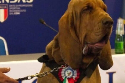 indignare in italia dupa uciderea lui bruno un caine erou care a salvat 9 vieti meloni un act las si inacceptabil 686bcc3e3746e