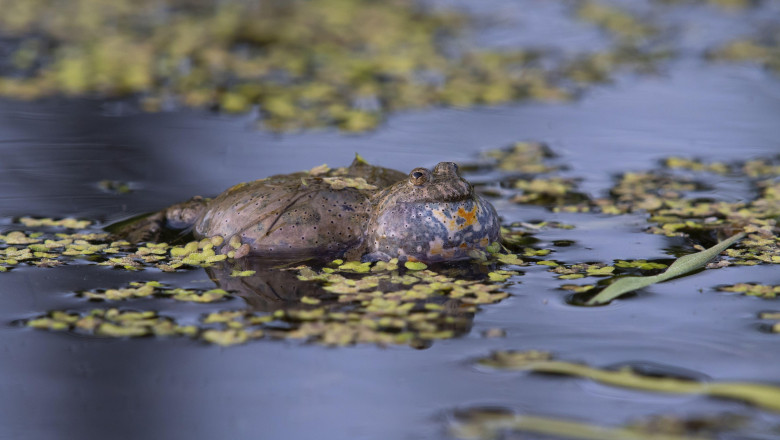 lucrarile la cel mai scump drum judetean din romania trebuie refacute probleme pentru doua specii de broasca pe transapuseana 686ff926c0392