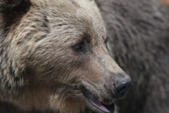 ministerul mediului vrea garduri electrice impotriva ursilor in mai multe localitati puii de pe transfagarasan de negasit 688251fa10ffe