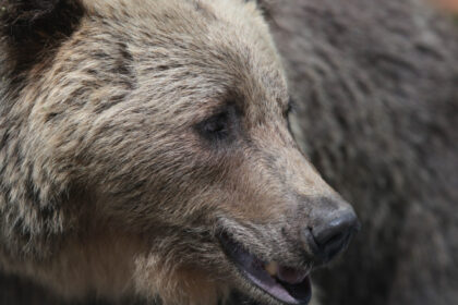 ministerul mediului vrea garduri electrice impotriva ursilor in mai multe localitati puii de pe transfagarasan de negasit 688251fa10ffe