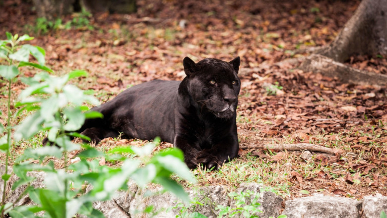 misterul panterei negre care ar fi fost vazuta in romania ce spun expertii din bulgaria locul unde a fost semnalata prima data 68642819096f8