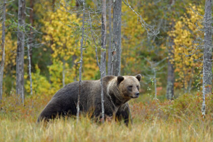 news alert motociclist ucis de un urs pe transfagarasan animalul l a tras in padure langa lacul vidraru 686648d723339