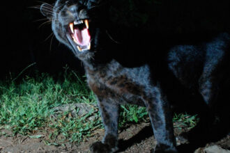 pantera neagra disparuta din bulgaria ar fi fost observata de doi adolescenti intr o localitate din teleorman ce spun jandarmii 6865162a9dff3