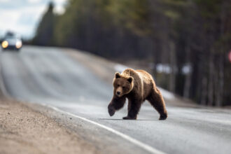 primul oras din romania care a montat gard electric impotriva ursilor urmeaza sa instalam inca 5 200 de metri 68778bd94657a