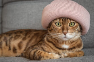 romania pe primul loc in ue la detinerea de pisici 48 dintre gospodarii au cel putin una ce tari prefera cainii 68811351793ba