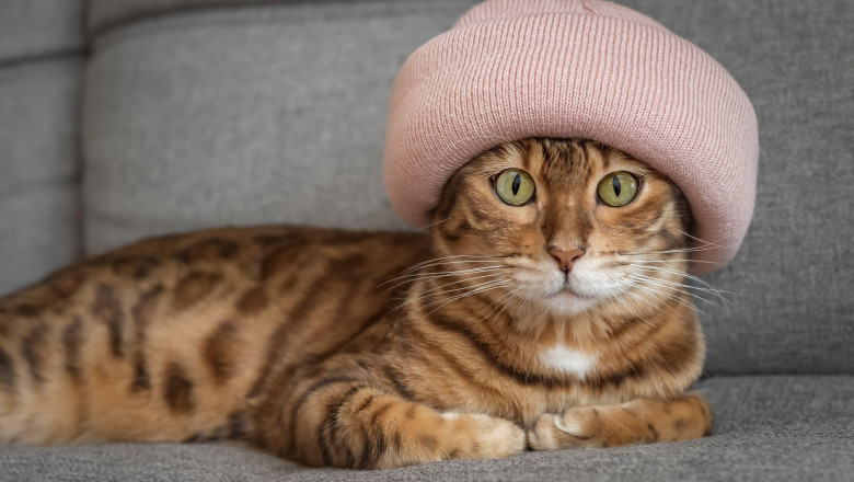 romania pe primul loc in ue la detinerea de pisici 48 dintre gospodarii au cel putin una ce tari prefera cainii 68811351793ba