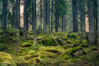 romsilva tribunalul mures a desfiintat decizia prin care se retrocedau 43 227 hectare de paduri in bacau 688780d579a2d