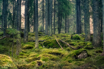 romsilva tribunalul mures a desfiintat decizia prin care se retrocedau 43 227 hectare de paduri in bacau 688780d579a2d