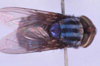 statele unite au un plan de a creste milioane de muste si de a le arunca din avioane iata de ce 68708e5fa4fbb