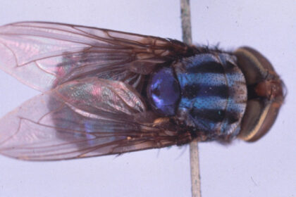 statele unite au un plan de a creste milioane de muste si de a le arunca din avioane iata de ce 68708e5fa4fbb