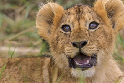 un ceai si o imbratisare cu un pui de leu oferta unui restaurant din china 68810dff45e5d