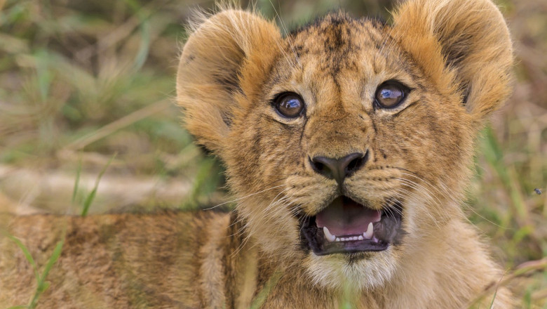 un ceai si o imbratisare cu un pui de leu oferta unui restaurant din china 68810dff45e5d